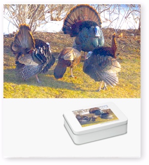 Jigsaw Puzzle: Three Male Turkeys in Heat and a Lady