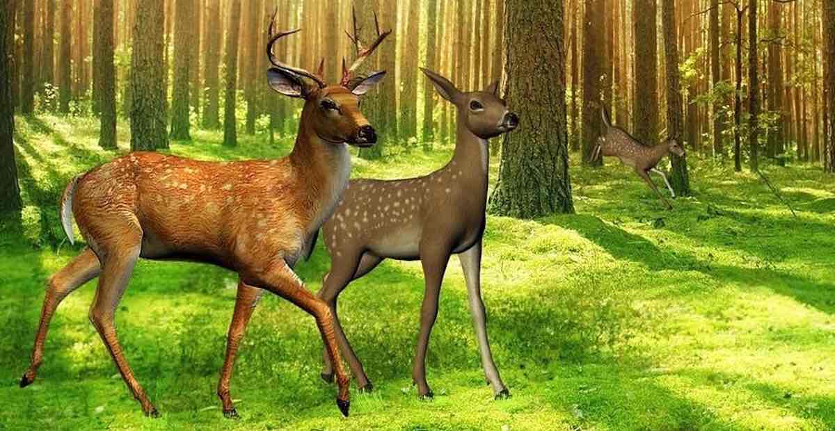 Deer in the forest