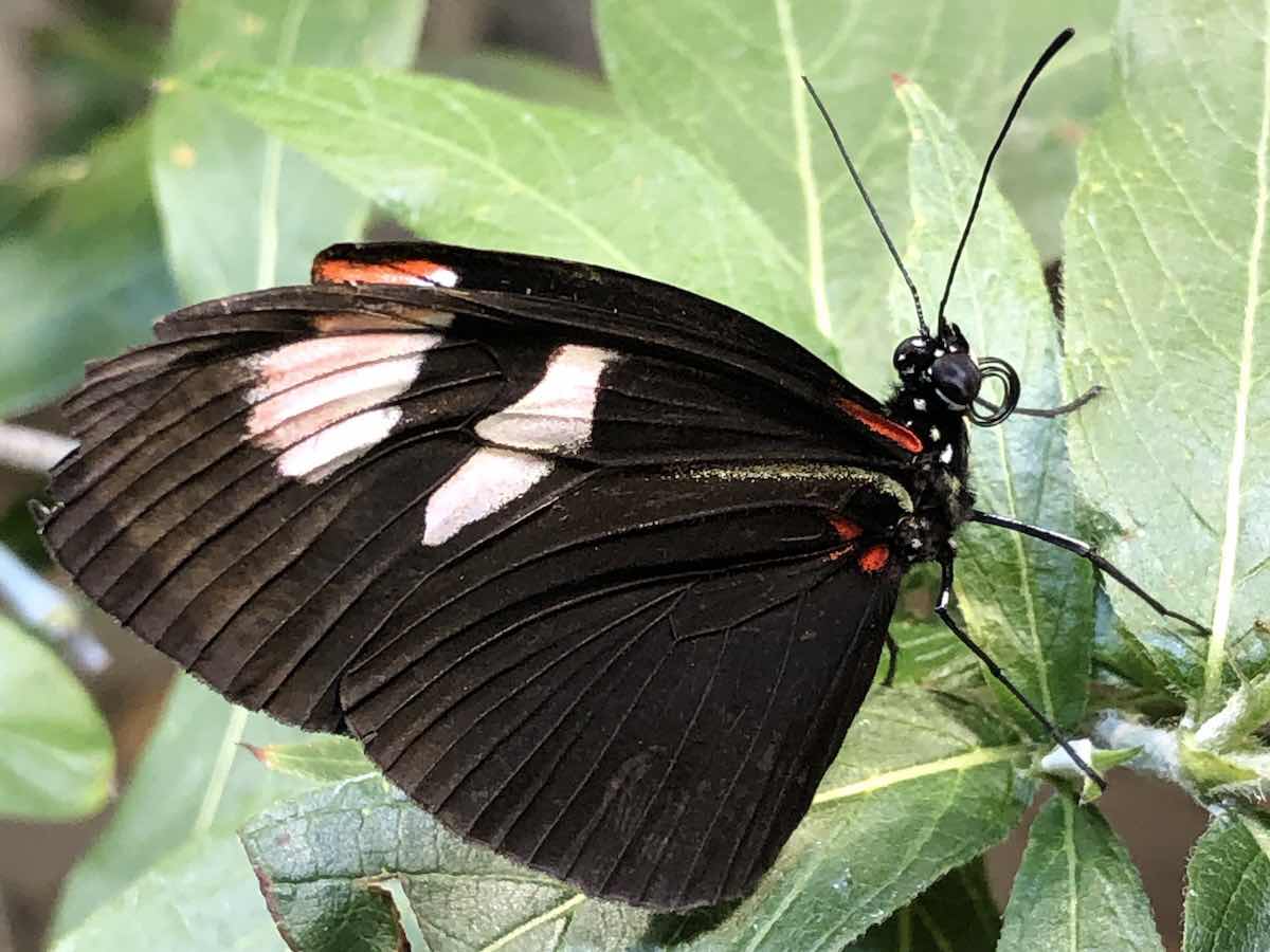 Butterfly at the Long Island Aquarium, Riverhead, NY