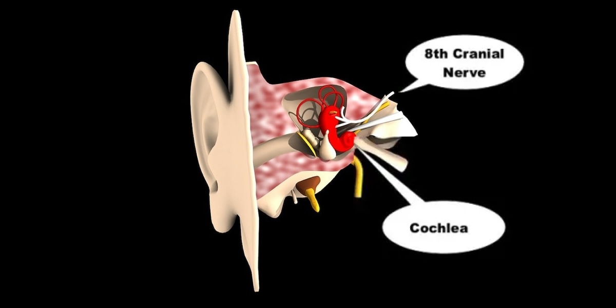 Illustration of the inner ear