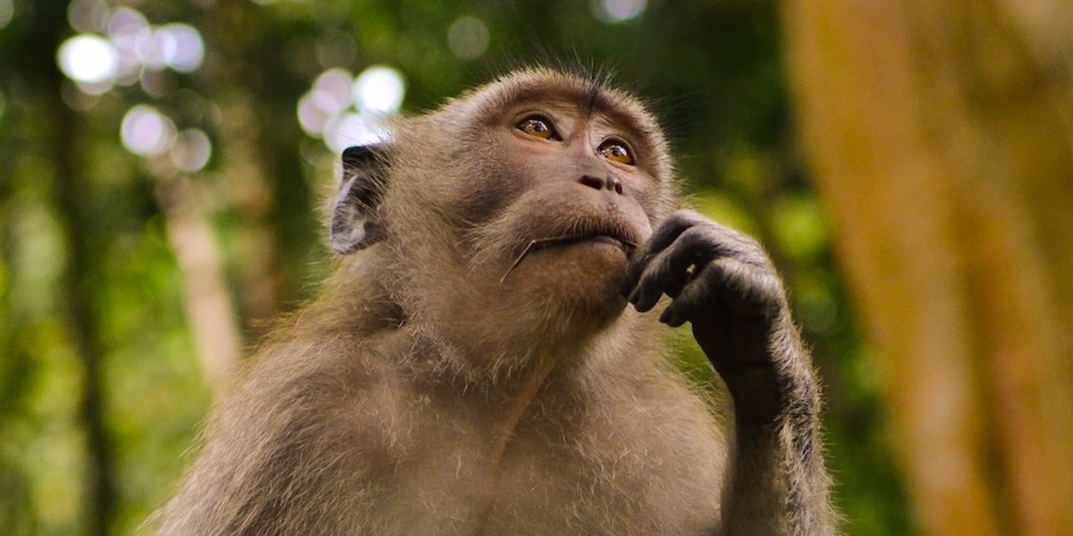 How do animals think?