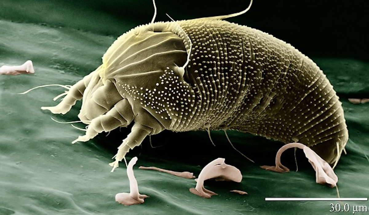 North American House Dust Mite