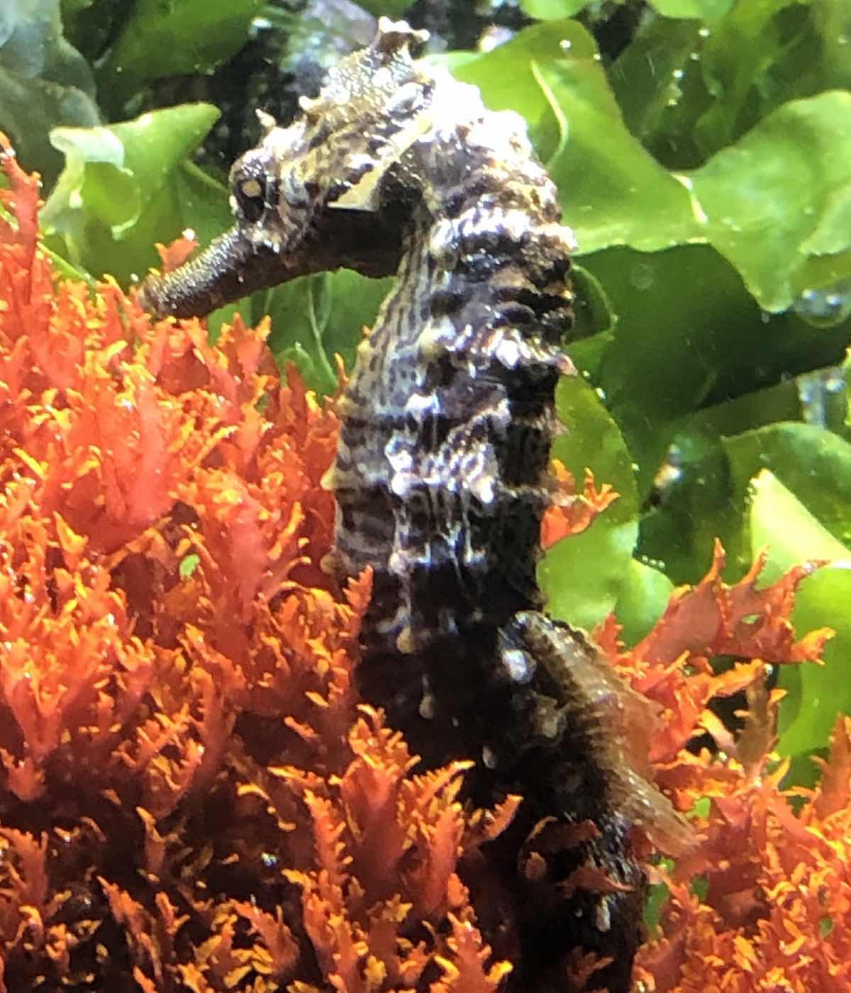 Seahorse at the Long Island Aquarium, Riverhead, NY