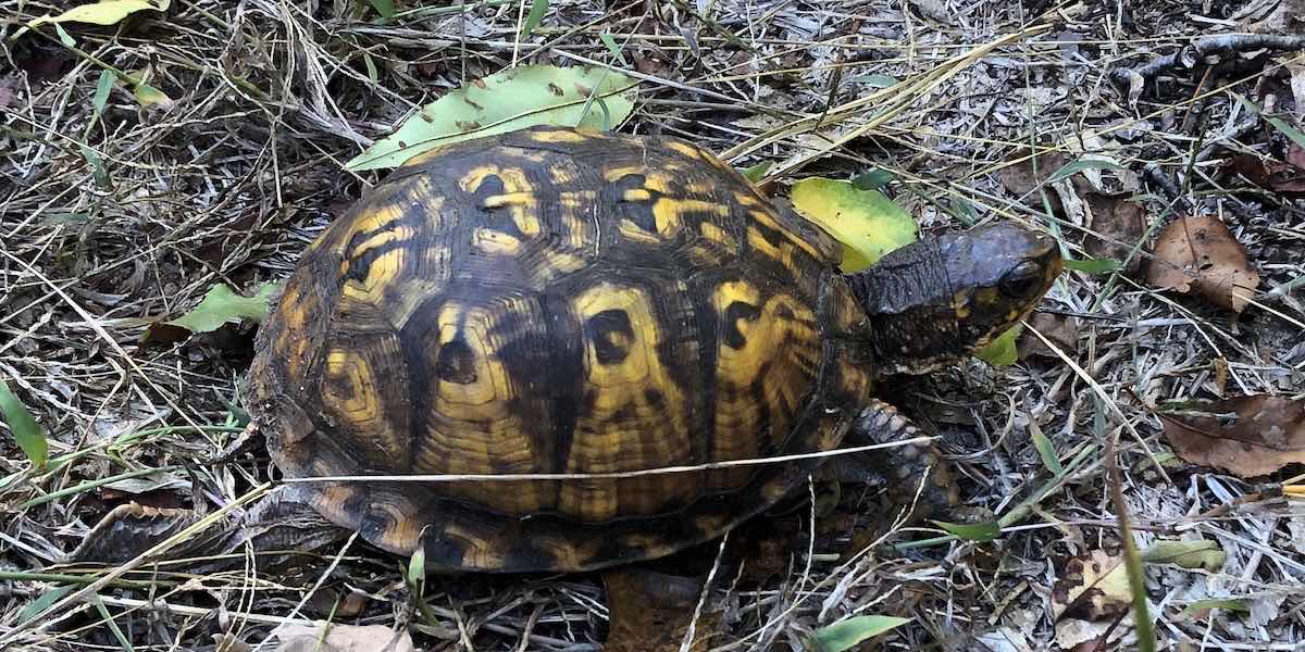 Turtle at the Holtsville Ecology Center, Long Island, NY