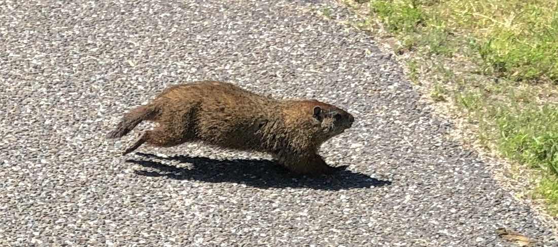 Woodchuck seen while hiking.